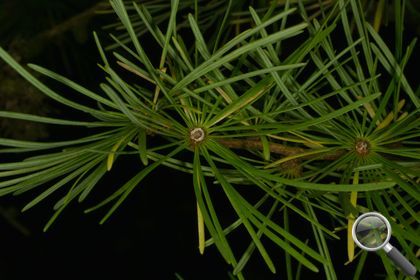 Larix decidua