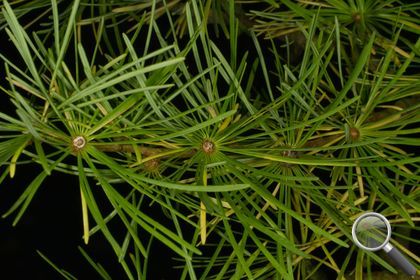 Larix decidua