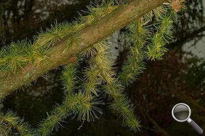 Larix decidua