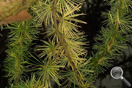 Larix decidua