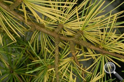 Larix decidua