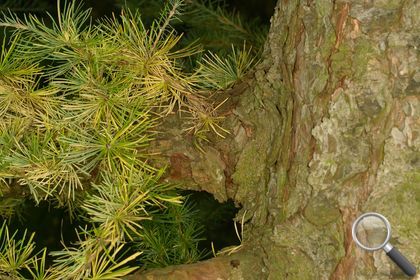 Larix decidua