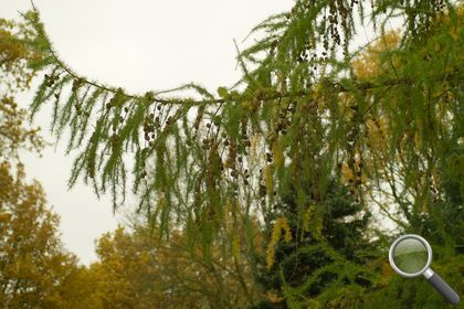 Larix decidua