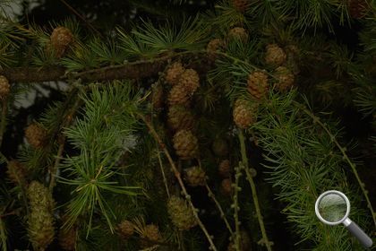 Larix decidua