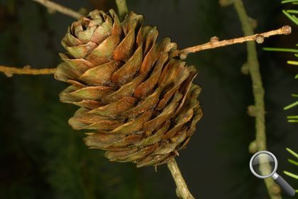 Larix decidua