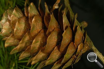 Larix decidua