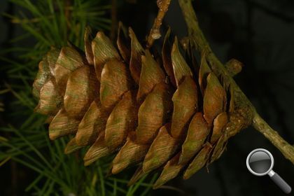 Larix decidua