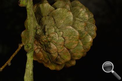 Larix decidua