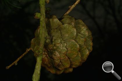 Larix decidua