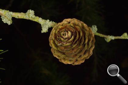 Larix decidua