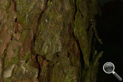 Larix decidua