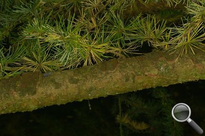 Larix decidua