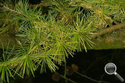 Larix decidua