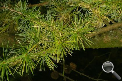 Larix decidua