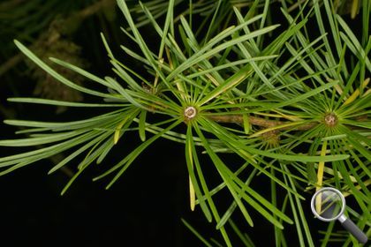 Larix decidua