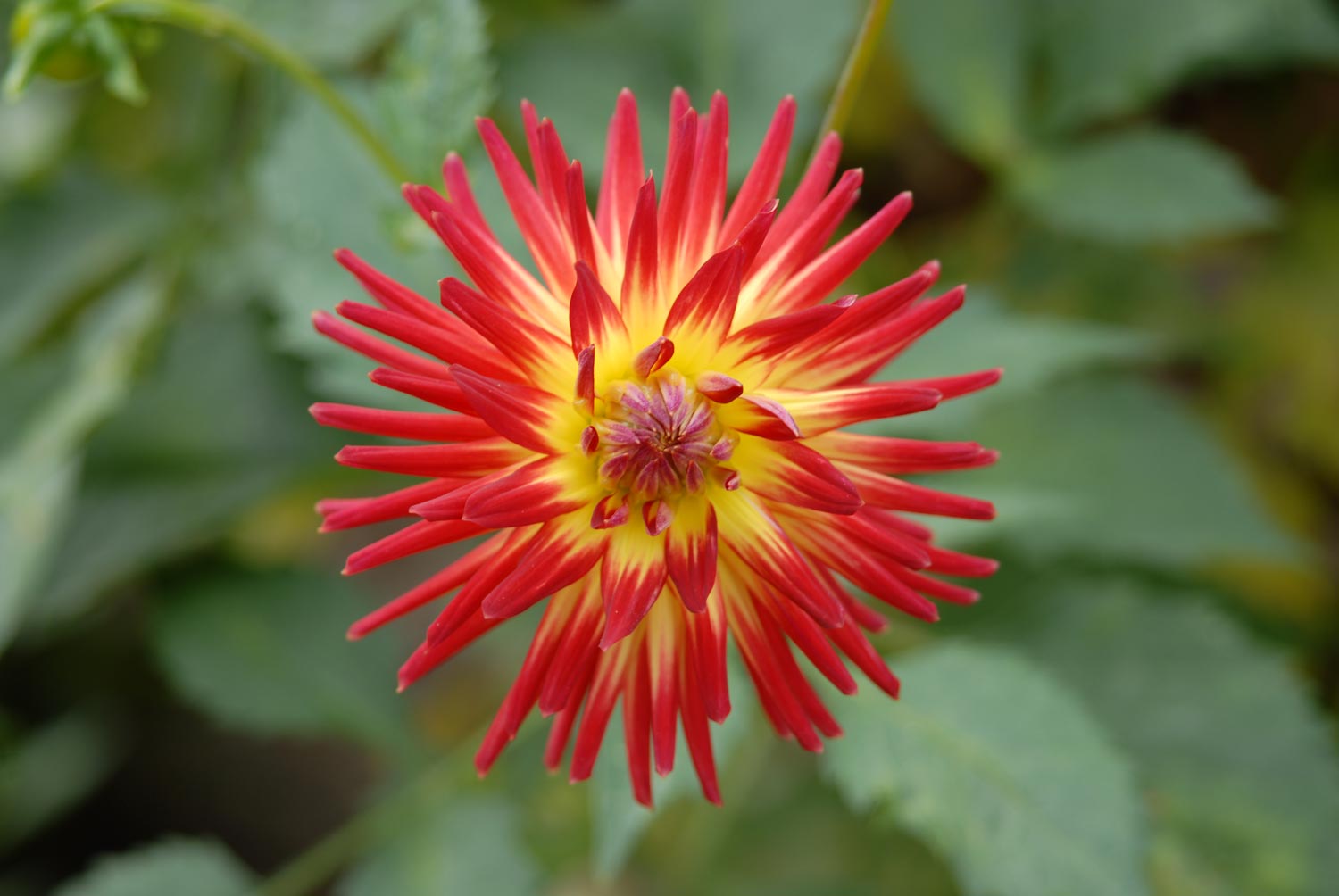 Weston Spanish Dancer