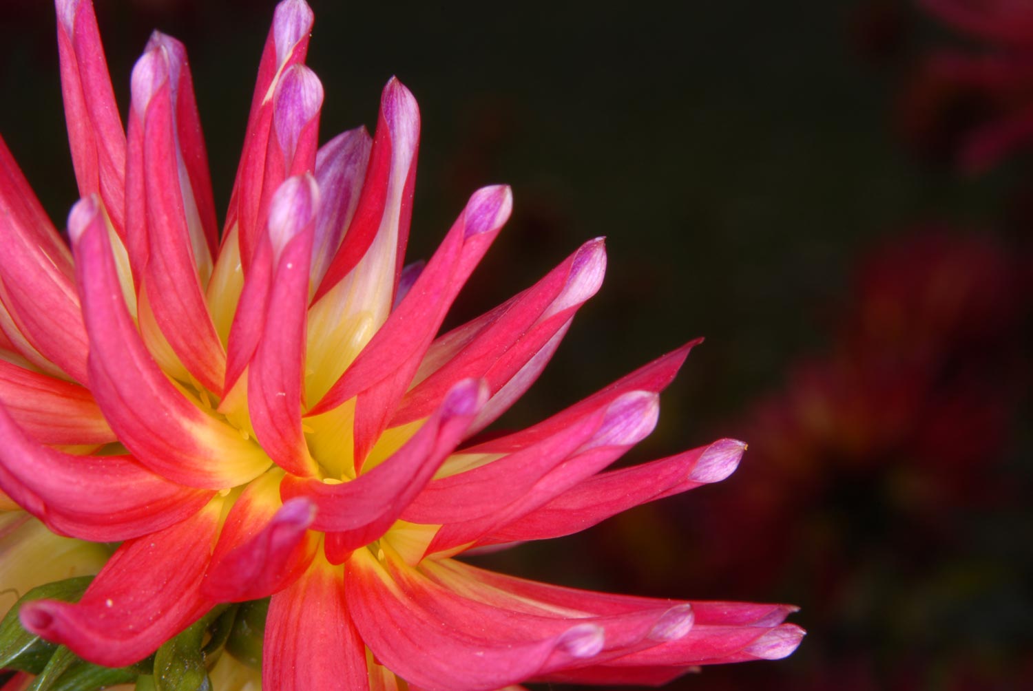 Weston Spanish Dancer