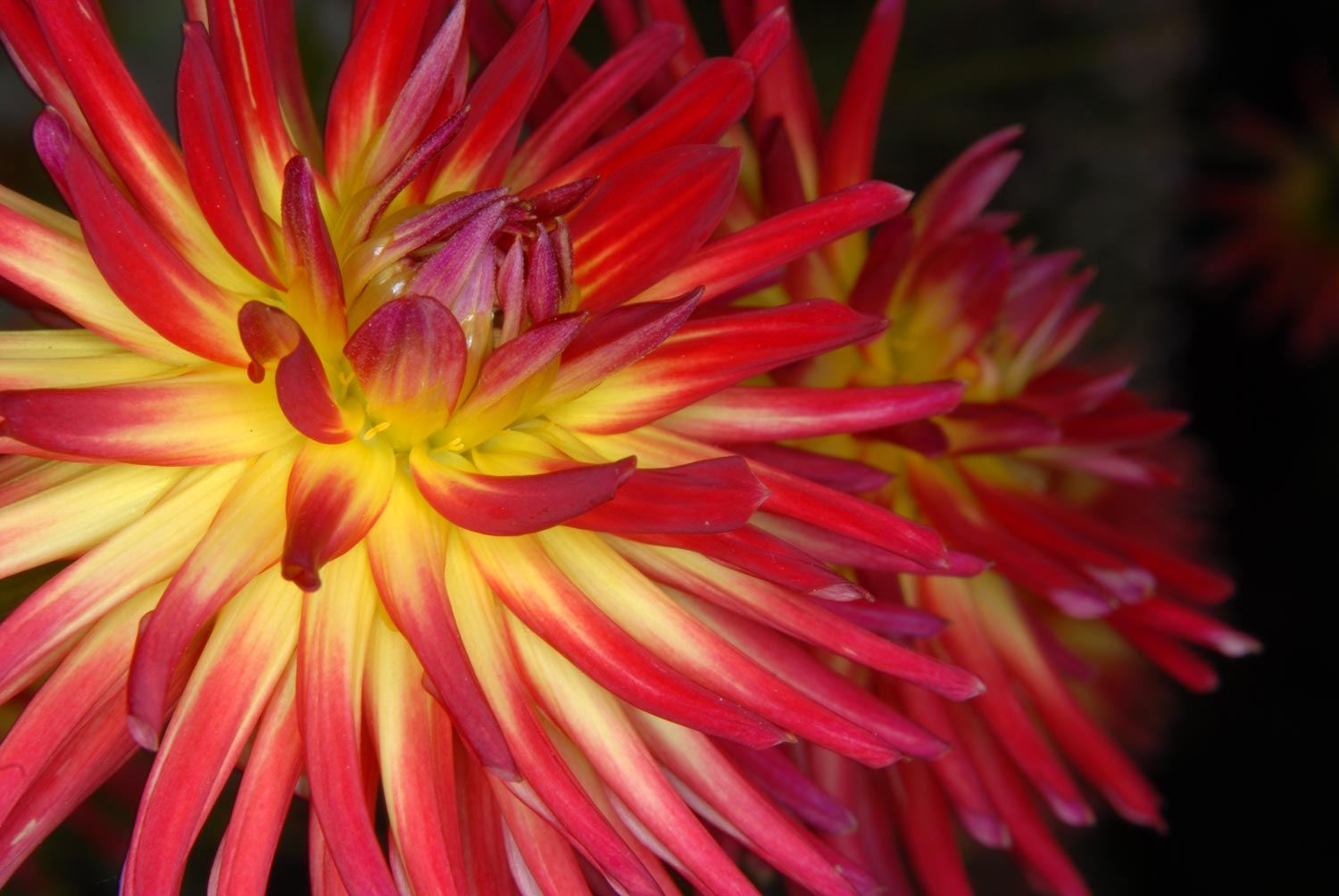 Weston Spanish Dancer