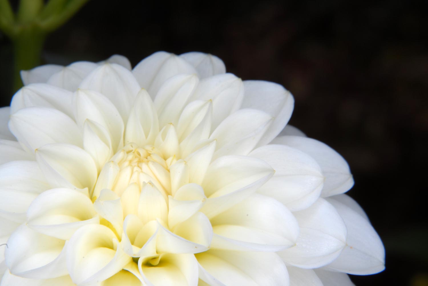 White Aster