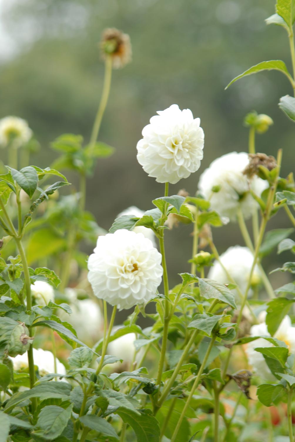 White Aster