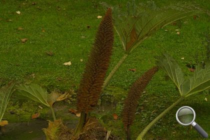 Gunnera tinctoria