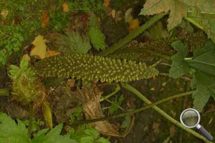 Gunnera tinctoria