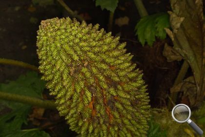 Gunnera tinctoria