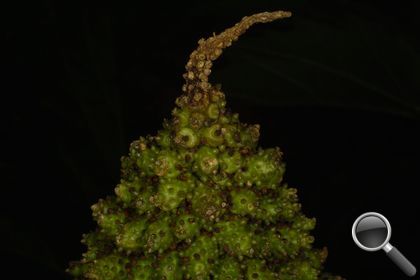 Gunnera tinctoria