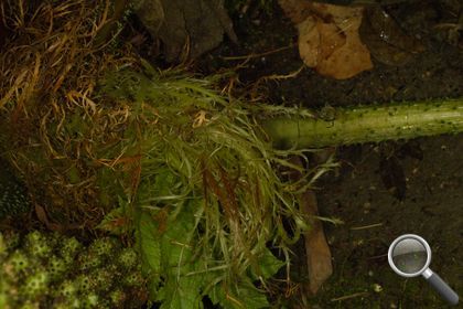 Gunnera tinctoria