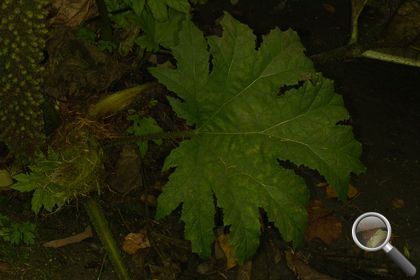 Gunnera tinctoria