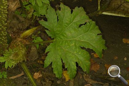 Gunnera tinctoria