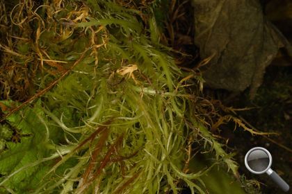 Gunnera tinctoria