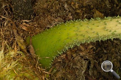 Gunnera tinctoria