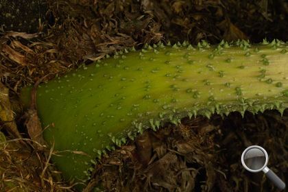 Gunnera tinctoria