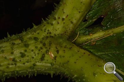 Gunnera tinctoria