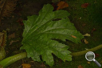 Gunnera tinctoria