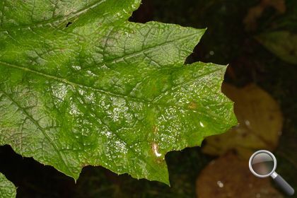 Gunnera tinctoria