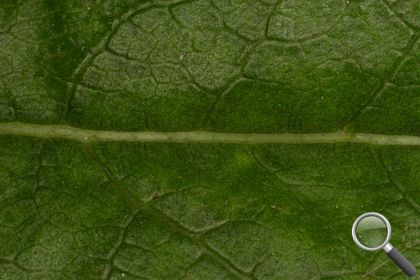 Gunnera tinctoria