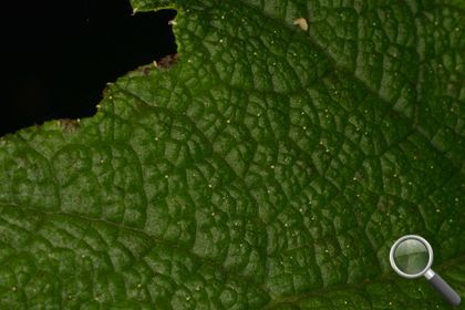 Gunnera tinctoria