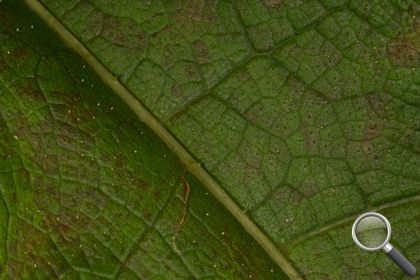 Gunnera tinctoria