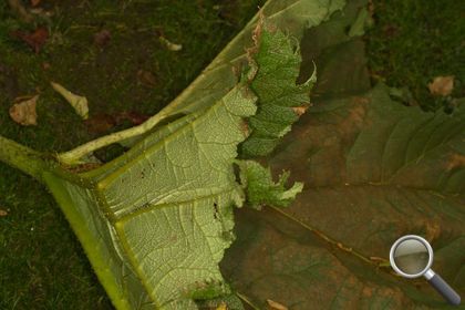 Gunnera tinctoria