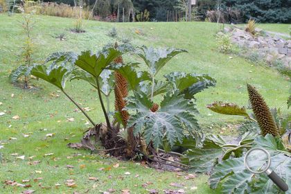 Gunnera tinctoria