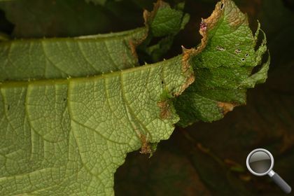 Gunnera tinctoria