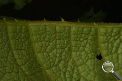 Gunnera tinctoria