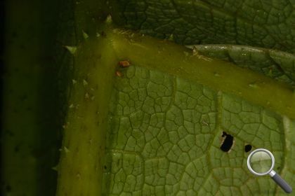 Gunnera tinctoria