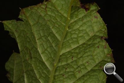 Gunnera tinctoria