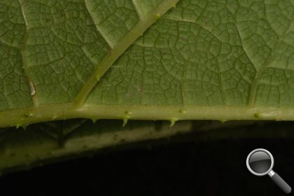 Gunnera tinctoria