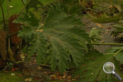 Gunnera tinctoria