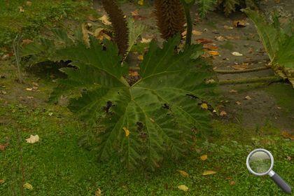 Gunnera tinctoria