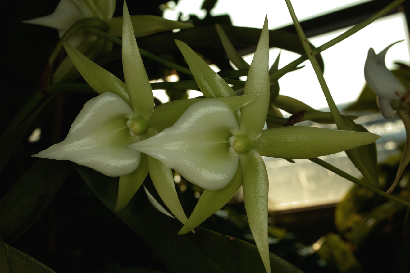 Angraecum-Hybride Veitchii